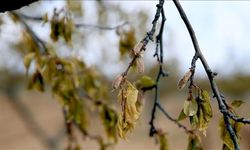 Üreticilere verilen destekler zirai don ödeneğiyle geçen yıl 158,55 milyar liraya yükseldi