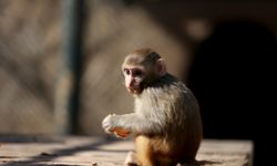 Uyuşturucu şüphelilerinin elinden kurtarılan maymun yavrusu, 'yetimler barınağı'na yerleştirildi