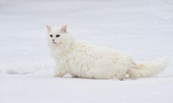 Van'da hedef orijinal Van kedisi yavru sayısını artırmak