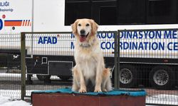 Yaralı patileriyle 6 kişiye umut olan 'Köpük' eğitimlerle yeni görevlere hazırlanıyor