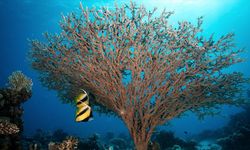 48 binden fazla canlı türü nesli tükenme tehlikesiyle karşı karşıya