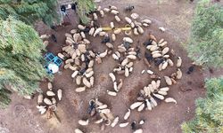 Kırıkhan’da Depreme Rağmen Sürüsünü Yeniden Kurdu