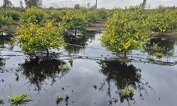 Yağmur Felaketi Getirdi: Akaryakıt Tankeri Portakal Bahçesine Devrildi