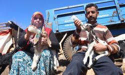 Hatay’da Zehirli Su Faciası: Anneler Öldü, Kuzular Açlıkla Savaşıyor