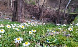 Adana'da havanın ısınmasıyla açan çiçekler doğaya renk kattı