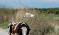 Adana'da sığır balıkçılı beslenirken görüntülendi