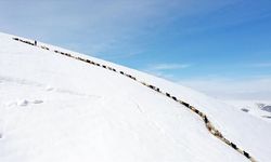 Ağrı'da küçükbaş hayvanların karlı dağlarda 'tek sıra' beslenme yolculuğu