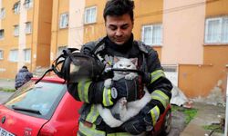 Alevlerin arasından kurtarıldı: İtfaiye hamile kediyi sağ salim çıkardı