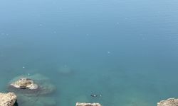 Antalya Körfezi'nde 'göçmen denizanası' yoğunluğu yaşanıyor