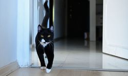 Araç çarptıktan sonra ölüme terk edilen 'Tofi' platinle yürümeye başladı