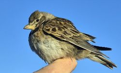 Aras Kuş Cenneti'nde halkalanan kuş türü sayısı 207'ye yükseldi