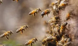 Arılar En Önemli Canlı Türü İlan Edildi: Arılar Yok Olursa Ne Olur?