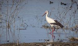 'Baharın müjdecisi' leylekler Karakaya Barajı etrafındaki yuvalarına dönmeye başladı