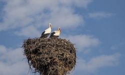 Baharın müjdecisi leylekler Tunceli'deki köylerde bulunan yuvalarına dönmeye başladı