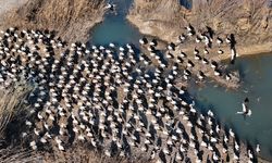 Baharın yüzünü gösterdiği Mersin, leylek ve pelikan sürülerini ağırlıyor
