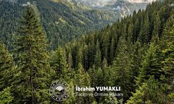 Bakan Yumaklı, Dünya Ormancılık Günü ve Orman Haftası'nı kutladı