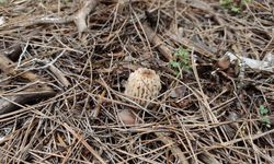 Burdur'da kuzugöbeği mantarı sezonu başladı