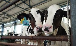 Büyükbaşta doğum oranını yüzde 30 artıran yerli üretim eksper pipet kitinde hedef küresel pazar