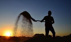 Çiftçilere yaklaşık 10,7 milyar liralık tarımsal destekleme ödemesi bugün yapılacak