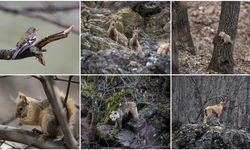 Dağ ve ormanlarla kaplı Munzur Vadisi birçok yaban hayvanına ev sahipliği yapıyor