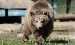 Doğada yaralı bulunan yaban hayvanları Gölya Tabiat Parkı'nda sağlığına kavuşuyor