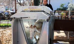 Döşemealtı'nda küçükbaş hayvanlara ücretsiz parazit uygulaması