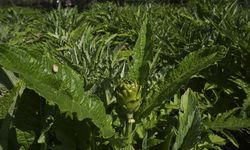 Enginar verimi ocak ve şubat yağışlarıyla arttı