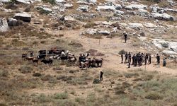 Filistin topraklarını gasbeden İsrailliler, bir Filistinlinin 150 büyükbaş hayvanını çaldı