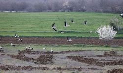 Göç yolundaki leylekler Kırklareli'nde mola verdi