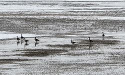 Hafik Gölü kenarında turna ve yaban kazlarının karda yiyecek arayışı görüntülendi