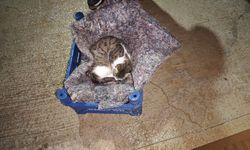 Hatay'da su gider kanalında mahsur kalan kedi ve yavruları kurtarıldı