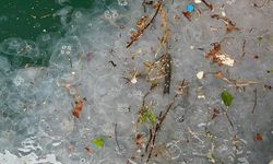 İstanbul'da yağışın ardından Beşiktaş Sahili'nde denizanası ve atık yoğunluğu gözlendi