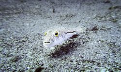 İstilacı türlerle mücadelede yeni düzenlemeler devreye alınıyor