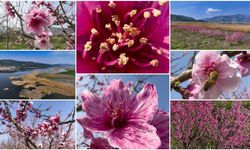 İzmir'de pembe çiçek açan şeftali ağaçları bahçelere renk kattı