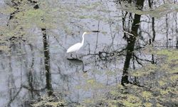 Karacabey Longozu etkili olan yağışlarla doldu