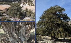 Karaman'da 1931 yaşındaki anıt ağaç asırlara meydan okuyor