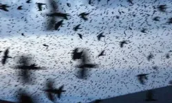 Tel Aviv’de Karga İstilası: Gökyüzü Karardı, Neler Oluyor?