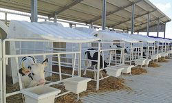 Karmod Polonya'ya buzağı kulübeleri ihraç etti