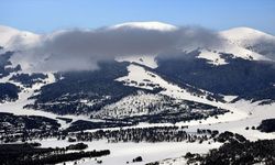 Kars'ta beyaza bürünen sarıçam ormanları dronla görüntülendi