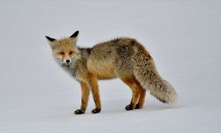 Kars'ta karlı arazide avlanmaya çıkan yaban hayvanları görüntülendi