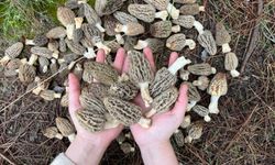 Kaş'ta kuzugöbeği mantarı sezonu başladı