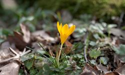 Kırklareli'nde bahar renkleri Istranca ormanlarını süsledi