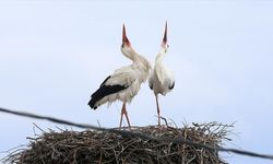 Köylülerin özel misafiri leylekler 44 yıldır aynı yuvaya konuyor