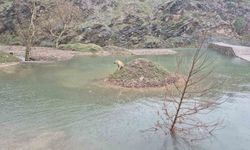 Mahsur kalan köpeği itfaiye ekipleri kurtardı