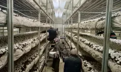 Hatay’da Mantar Üretiminde Artış Gözlendi