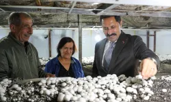 Vali Masatlı Defne'de Mantar Hasadına Katıldı