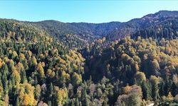 Ormanların bakımı ve gençleştirilmesine geçen yıl 2,3 milyar lira harcandı