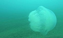Poyraz, Akdeniz'deki en büyük denizanası türünü Antalya Körfezi'ne soktu