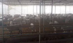 Samandağ'da Aç Kalan Çakallar Ağıllara Saldırdı: Koyunlar Telef Oldu!