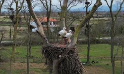 Samsun'da Kızılırmak Deltası'na baharın müjdecisi leylekler gelmeye başladı